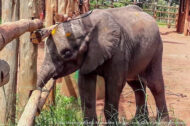 David Shepherd Wildlife Foundation