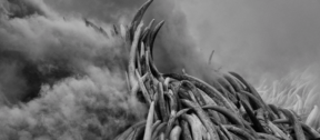 David Shepherd Wildlife Foundation