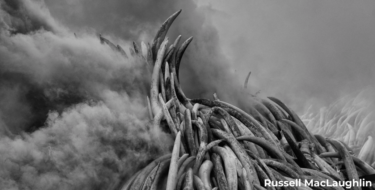 David Shepherd Wildlife Foundation