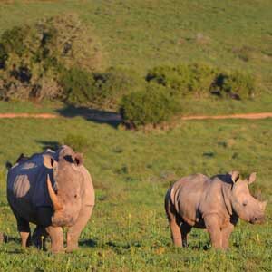 David Shepherd Wildlife Foundation