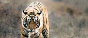 David Shepherd Wildlife Foundation