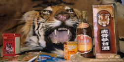 David Shepherd Wildlife Foundation