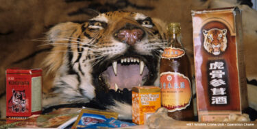 David Shepherd Wildlife Foundation