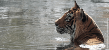 David Shepherd Wildlife Foundation