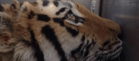 David Shepherd Wildlife Foundation