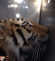 David Shepherd Wildlife Foundation