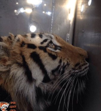 David Shepherd Wildlife Foundation