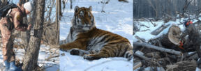 David Shepherd Wildlife Foundation