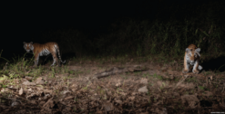 David Shepherd Wildlife Foundation