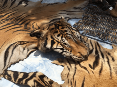 David Shepherd Wildlife Foundation