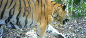 David Shepherd Wildlife Foundation