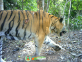 David Shepherd Wildlife Foundation