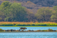 David Shepherd Wildlife Foundation