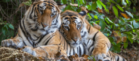 David Shepherd Wildlife Foundation