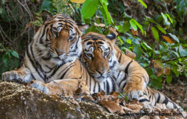 David Shepherd Wildlife Foundation