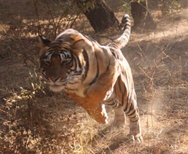 David Shepherd Wildlife Foundation