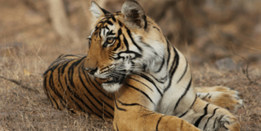 David Shepherd Wildlife Foundation