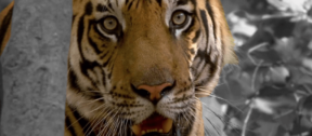 David Shepherd Wildlife Foundation