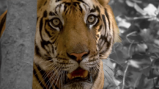 David Shepherd Wildlife Foundation