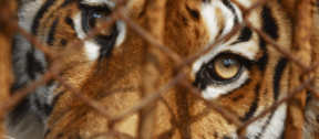 David Shepherd Wildlife Foundation
