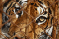 David Shepherd Wildlife Foundation