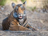 David Shepherd Wildlife Foundation