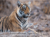 David Shepherd Wildlife Foundation