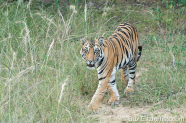 David Shepherd Wildlife Foundation
