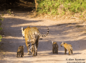 David Shepherd Wildlife Foundation