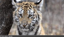David Shepherd Wildlife Foundation