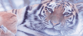 David Shepherd Wildlife Foundation