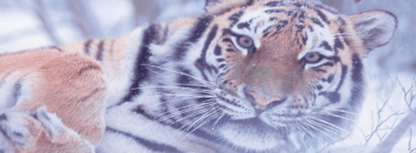 David Shepherd Wildlife Foundation