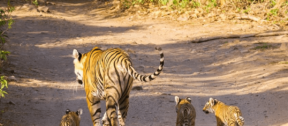 David Shepherd Wildlife Foundation