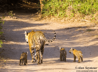 David Shepherd Wildlife Foundation