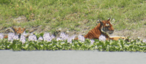David Shepherd Wildlife Foundation