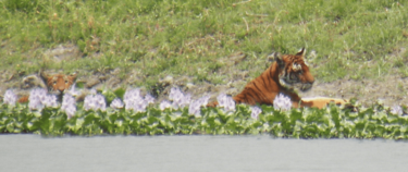 David Shepherd Wildlife Foundation