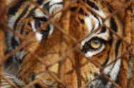 David Shepherd Wildlife Foundation