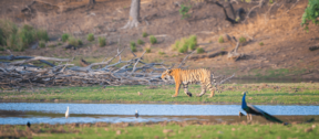 David Shepherd Wildlife Foundation