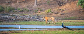 David Shepherd Wildlife Foundation