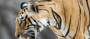 David Shepherd Wildlife Foundation