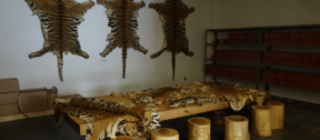 David Shepherd Wildlife Foundation