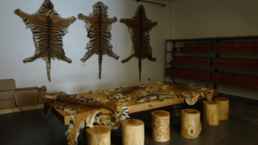David Shepherd Wildlife Foundation