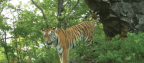 David Shepherd Wildlife Foundation