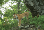 David Shepherd Wildlife Foundation