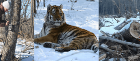 David Shepherd Wildlife Foundation