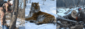 David Shepherd Wildlife Foundation
