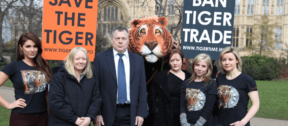 David Shepherd Wildlife Foundation