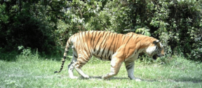 David Shepherd Wildlife Foundation
