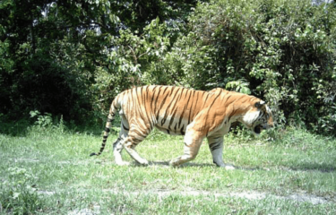David Shepherd Wildlife Foundation