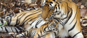 David Shepherd Wildlife Foundation